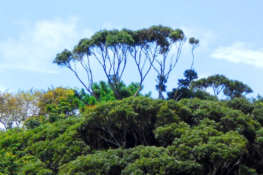 ウコン畑周辺の環境2